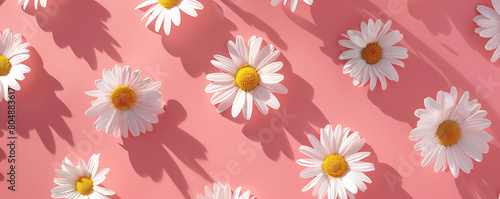 Chamomile daisy flowers with sunlight shadows on neutral pink background with copy space