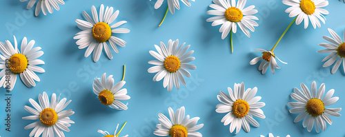 Chamomile daisy flowers with sunlight shadows on neutral blue background with copy space