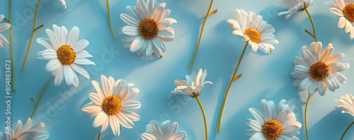 Chamomile daisy flowers with sunlight shadows on neutral blue background with copy space