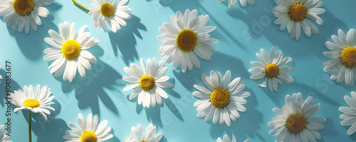 Chamomile daisy flowers with sunlight shadows on neutral blue background with copy space