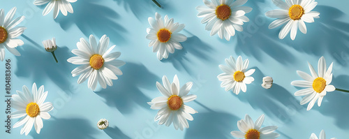 Chamomile daisy flowers with sunlight shadows on neutral blue background with copy space