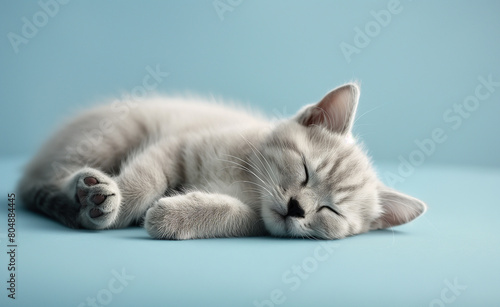 Sleeping Cute Cat. Young Animal Resting on Blue Background. © Curioso.Photography