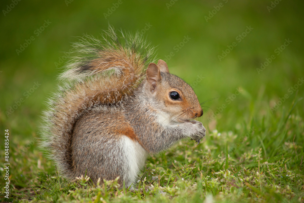 a grey squirrel eating on a green field a grey squirrel eating on a green field