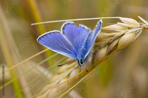 common blue butterfly, uk on wheat