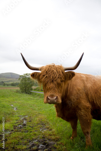 highland cow on green pasture