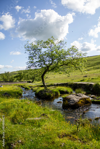 single tree in river surrounded by meadow on a blue day 