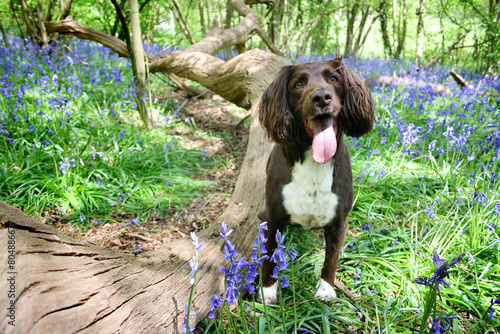 Photography springer spaniel dog in bluebell wood