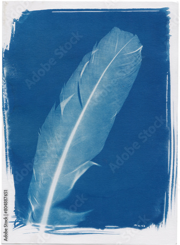 Cyanotype of a feather