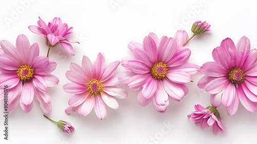 pink daisies on a white isolated background. Generative Ai