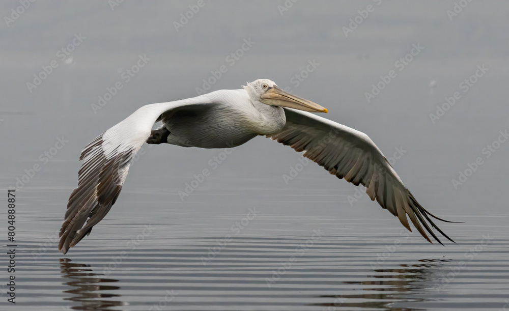 Obraz premium Dalmatian Pelican of Kerkini Lake