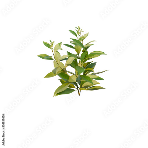 Green plant isolated on transparent background PNG  3D render 