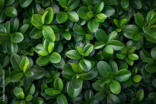 A top view of vibrant green boxwood foliage, showcasing the dense and uniform pattern that makes up an endless wall of lush plants, with the leaves having sharp edges.