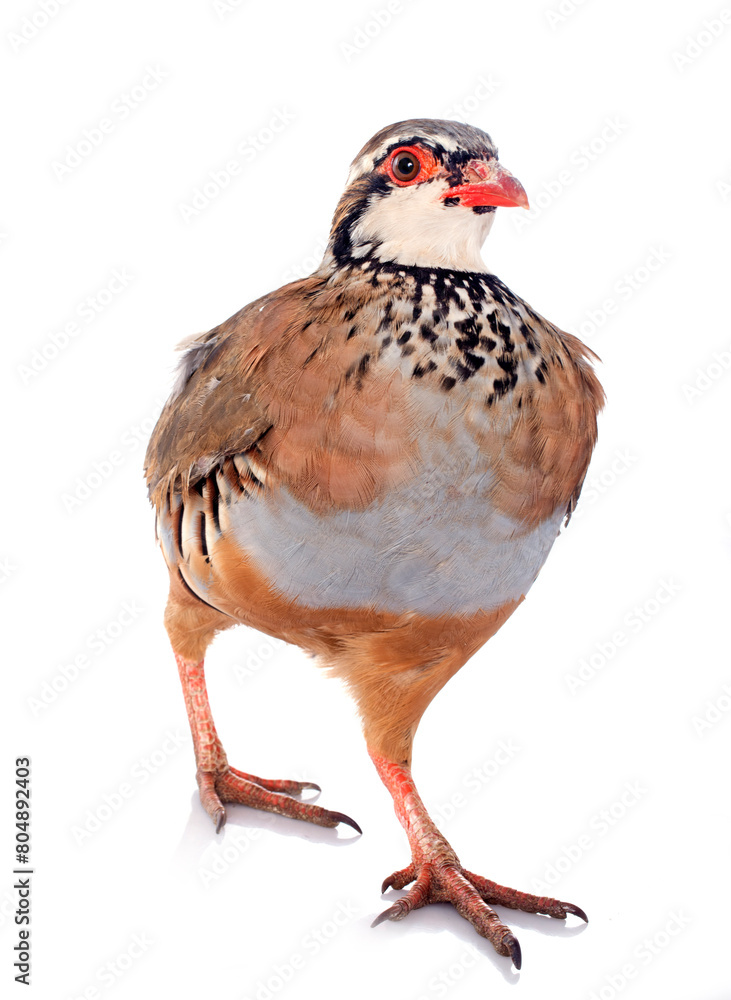 Fototapeta premium French Partridge, Alectoris rufa