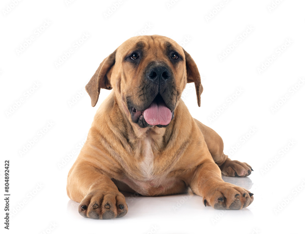 African boerboel in studio