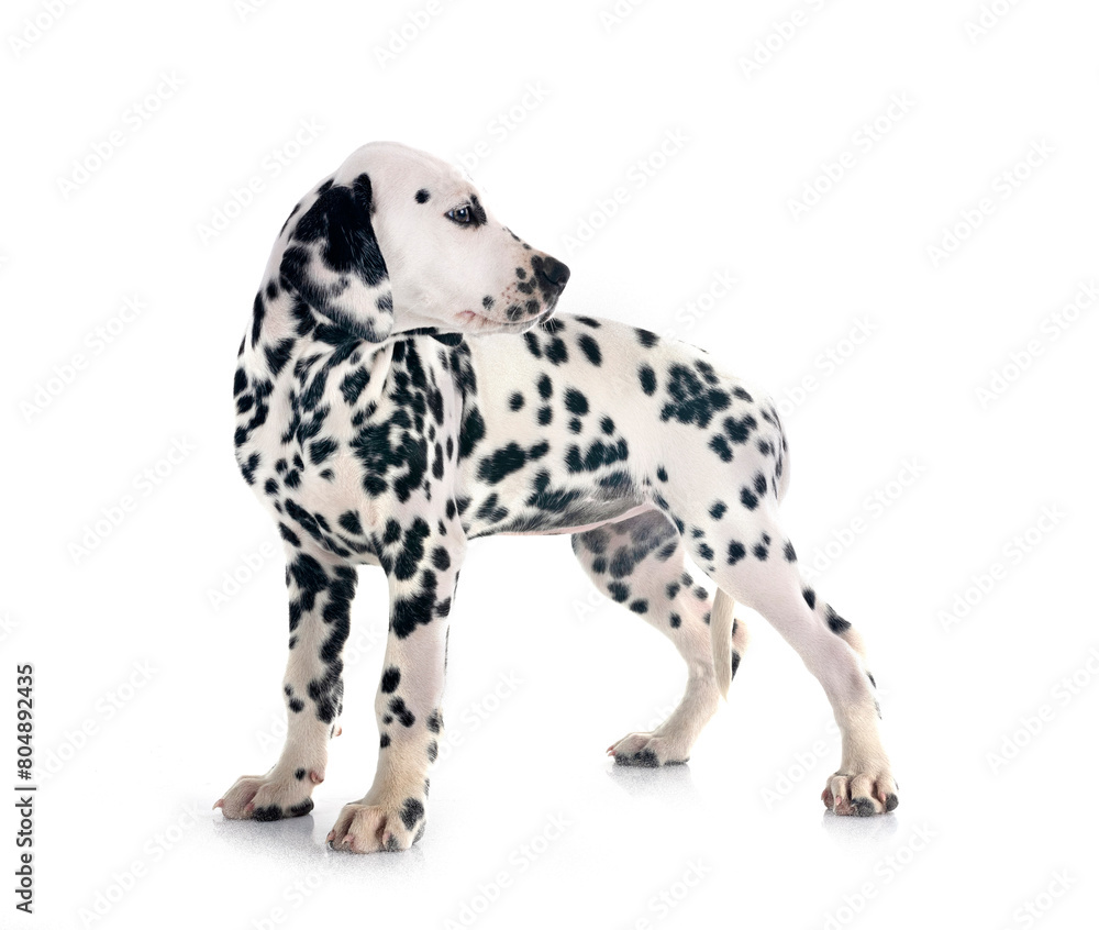 puppy dalmatian in studio