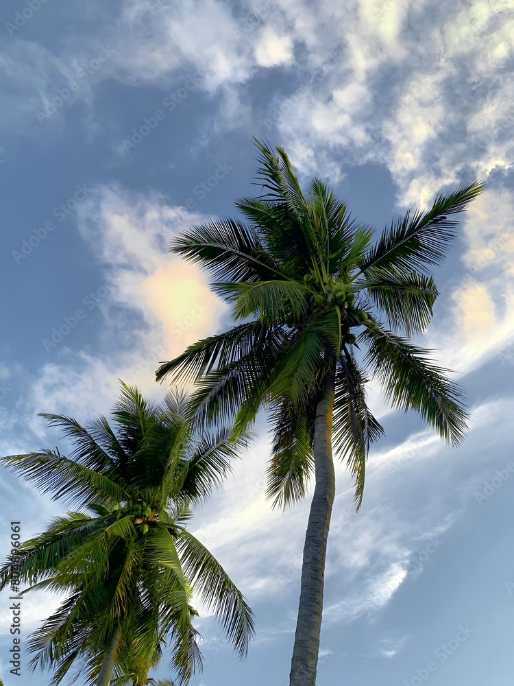 Coconut palm trees on the beach
