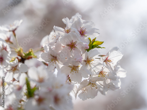 Cherry blossom branch against a blue spring sky