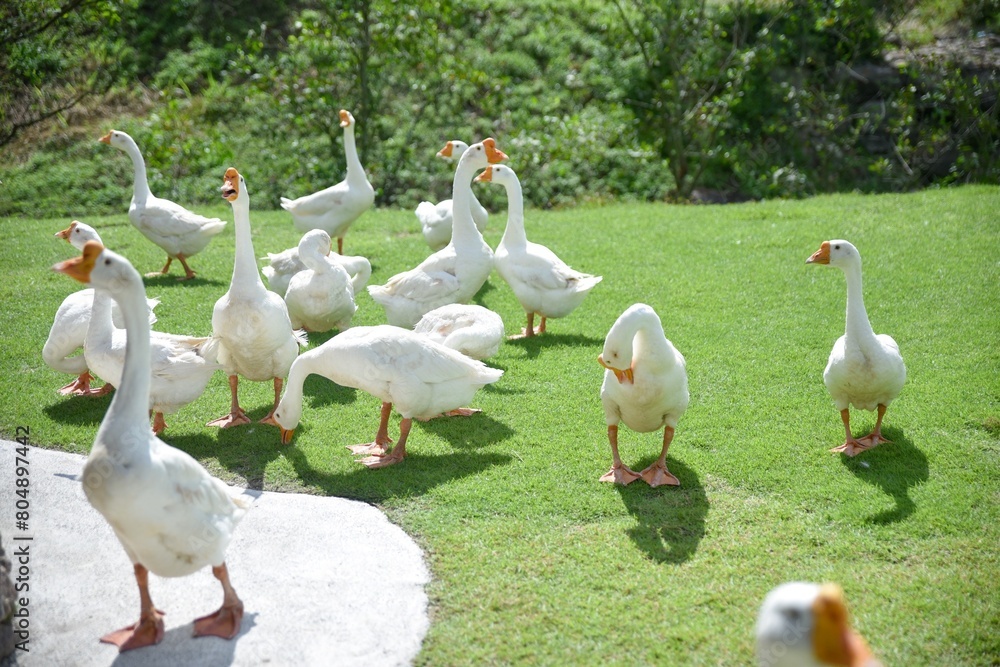 Obraz premium Several white geese standing on the green grass with a backdrop of green trees.