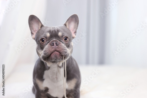 Cute French Bulldog 