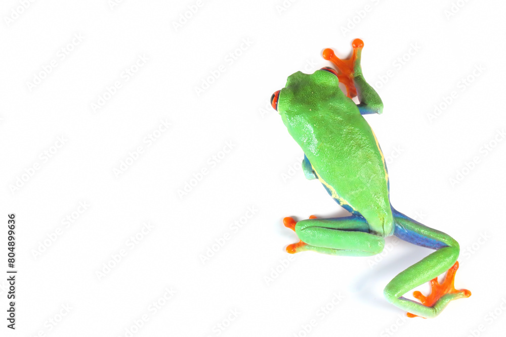 Fototapeta premium Red-eyed tree frog on white background, red-eyed tree frog (Agalychnis callidryas) closeup