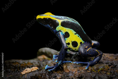 Poison dart frog dendrobates tinctorius patricia closeup