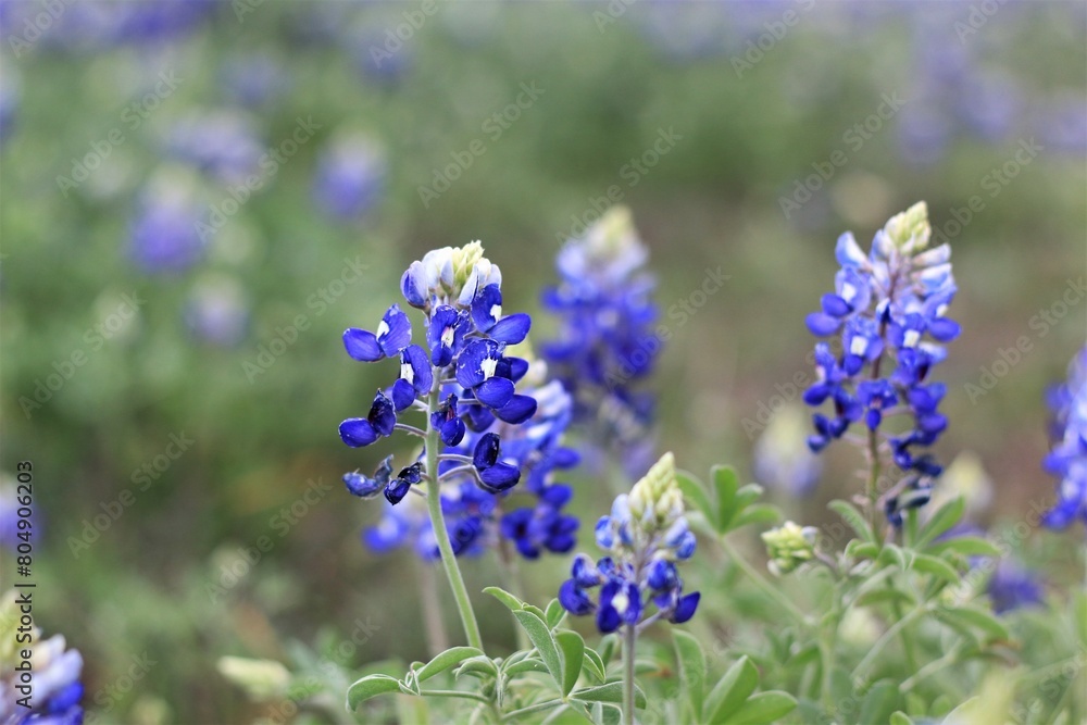 Texas Bluebonnet in Field Texas Bluebonnet in Field