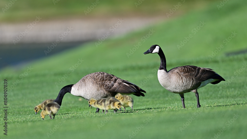 Canada Geese Parents with their goslings Canada Geese Parents with their goslings
