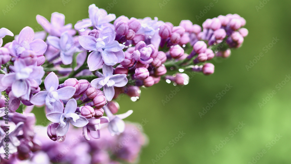 Blooming purple terry lilac with water drops after rain against green background. Soft focus