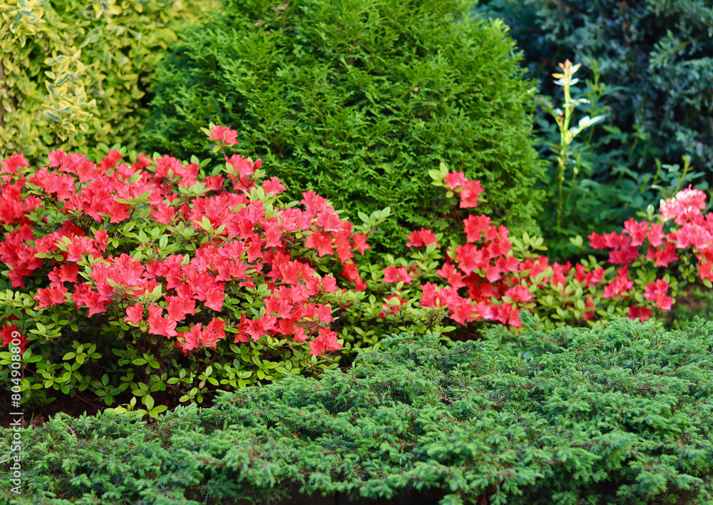 Blooming red azalea flowers in the spring garden. Gardening concept Blooming red azalea flowers in the spring garden. Gardening concept