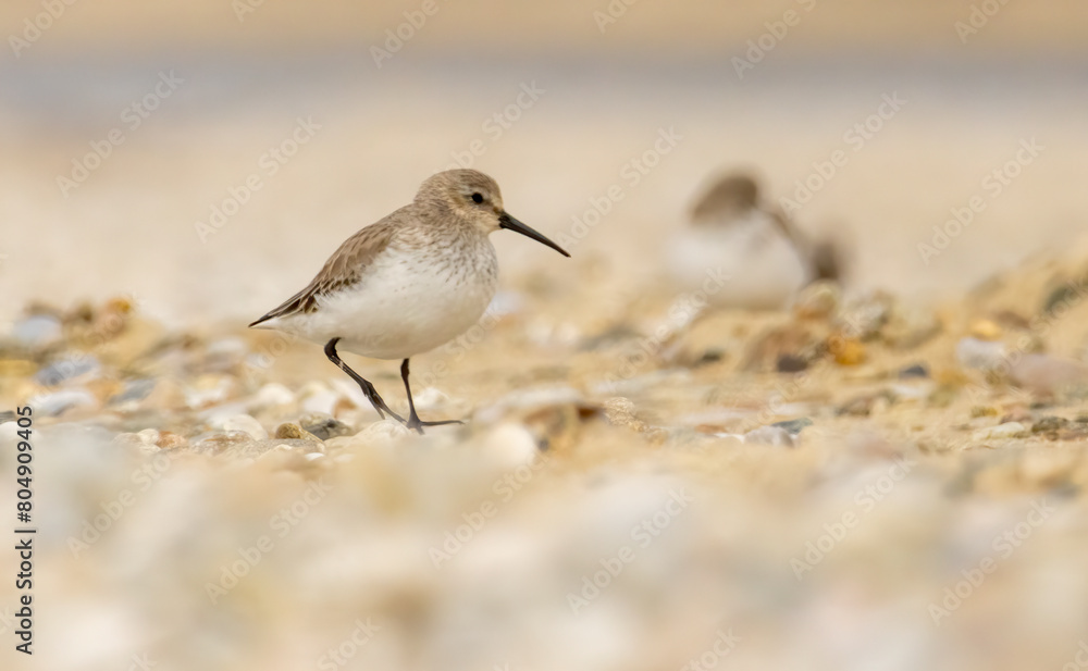 Dunlin (Calidris alpina) in natural habitat Dunlin (Calidris alpina) in natural habitat
