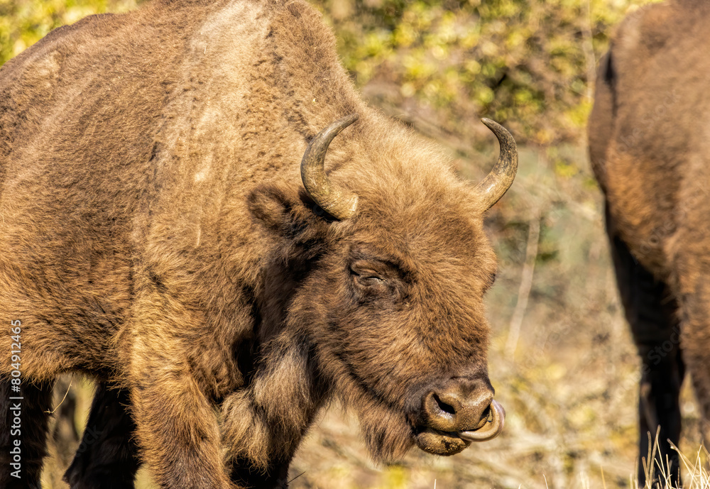 European Bison reintroduced on the Balkans European Bison reintroduced on the Balkans