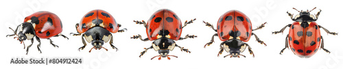 Red ladybugs collection, isolated on transparent background. 