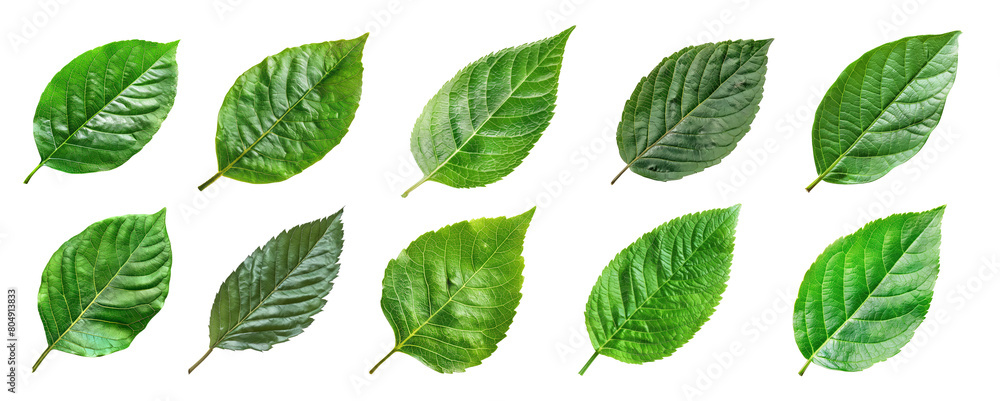 isolated organic green leaves cutout in pack of ten isolated organic green leaves cutout in pack of ten