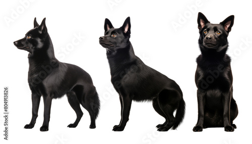 group of black dogs sitting isolated on transparent background cutout