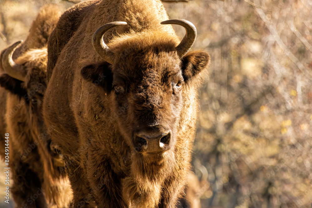 European Bison reintroduced on the Balkans European Bison reintroduced on the Balkans