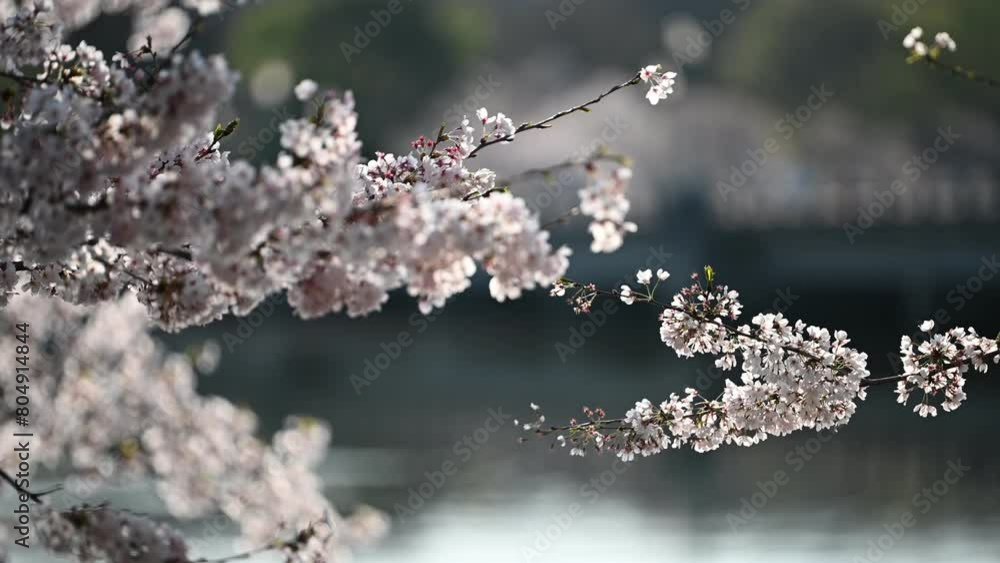 Cherry blossom at tidal basin - Washington DC (USA) Cherry blossom at tidal basin - Washington DC (USA)