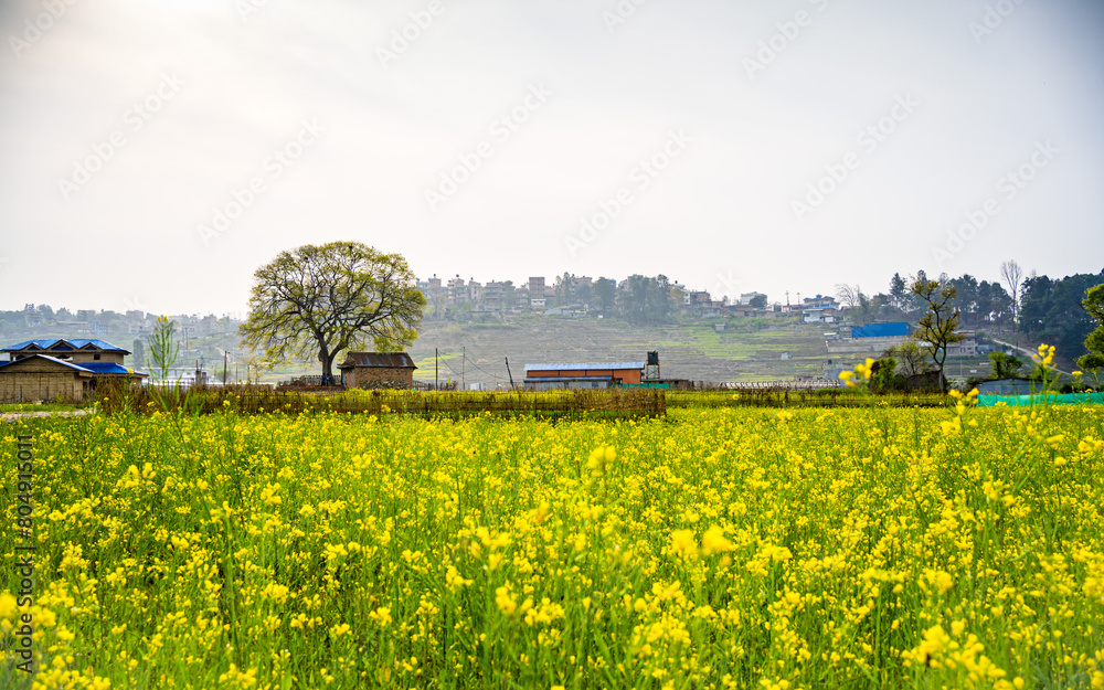 landscape view of blossom mustard farmland in Nepal.