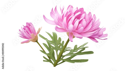 pink dahlia isolated on transparent background cutout