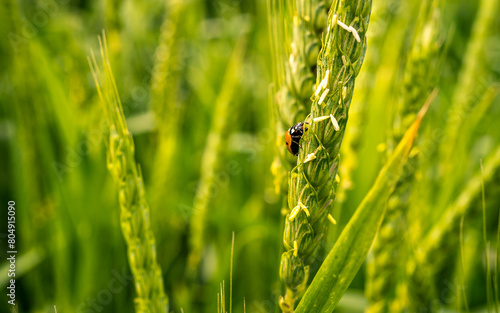 ladybird on a green grass © gorkhe1980