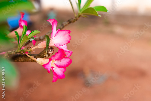 pink flowers of Adenium obesum, it is commonly known as a desert rose, Sabi star, kudu, mock azalea, and impala lil. isolated Blurred background photo