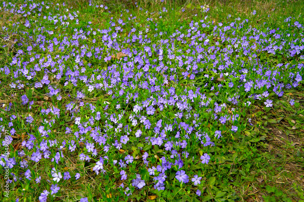Creeping periwinkle. Blooming flowers of the decorative periwinkle. Blooming periwinkle in the garden. Creeping periwinkle. Blooming flowers of the decorative periwinkle. Blooming periwinkle in the garden.