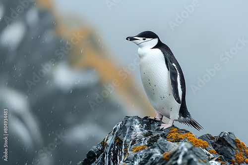 penguin in polar regions