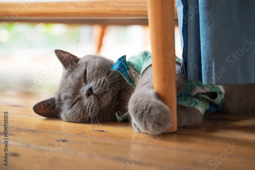 Foto British shorthair cat lying on the floor sleeping
