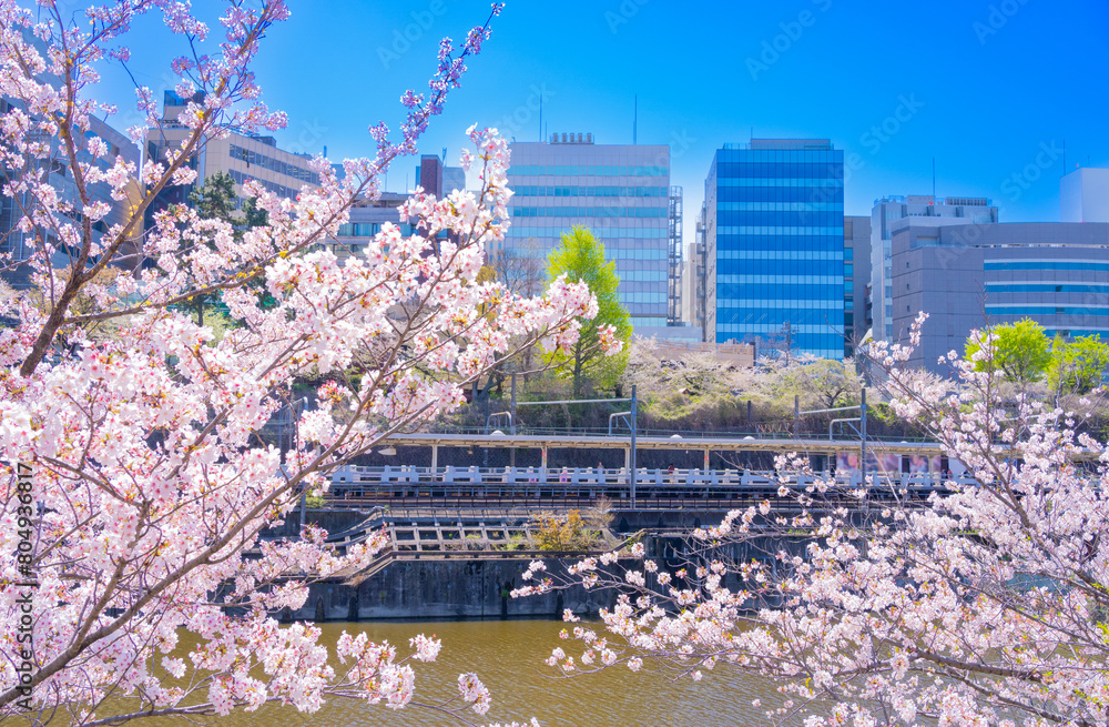 東京市ヶ谷 外濠公園の桜とオフィスビル群 Stock Photo | Adobe Stock