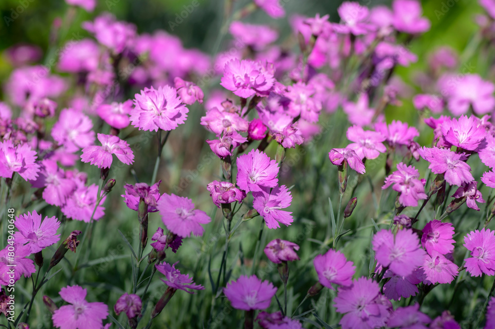 Dianthus caryophyllus carnation clove pink light violet flowers in bloom, cultivated flowering plants in summer Dianthus caryophyllus carnation clove pink light violet flowers in bloom, cultivated flowering plants in summer