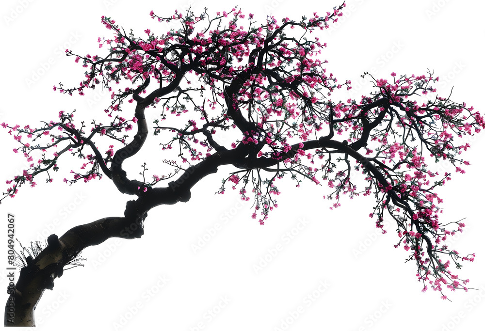 Cherry tree on isolated white background. Cherry tree on isolated white background.