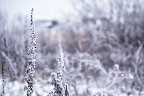 Winter atmospheric landscape with frost-covered dry plants during snowfall. Winter Christmas background © alexkich