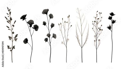 black flowers stem isolated on transparent background cutout