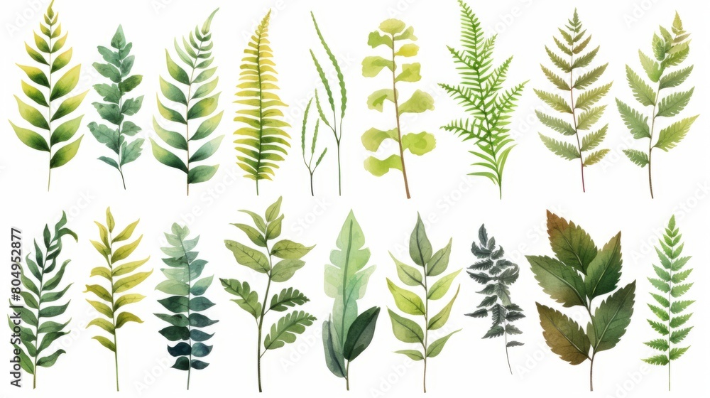 Group of Fern leave isolated on white background.Texture of green leaves. Group of Fern leave isolated on white background.Texture of green leaves.