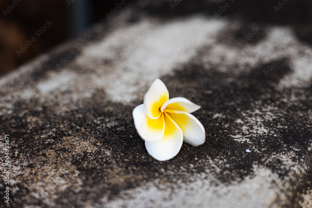 Plumeria flower, also known as frangipani. champa flower, on the old concrete floor. Plumeria flower, also known as frangipani. champa flower, on the old concrete floor.